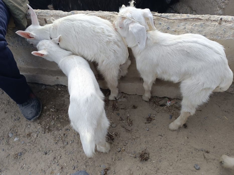 Ешкінің лақтары сатылады.