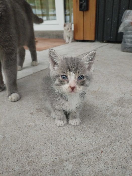 Отдам котят в добрые руки