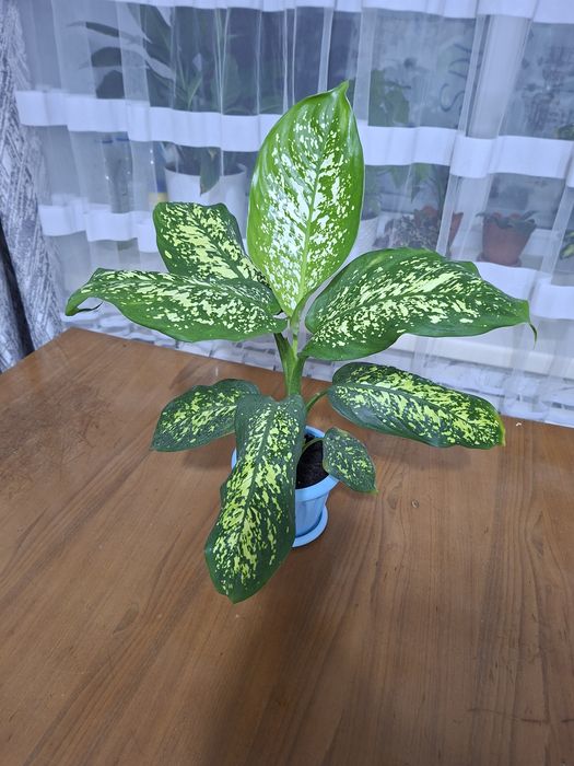Продам Диффенбахию
