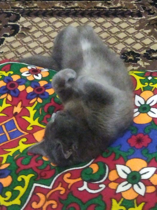 "British folt" toza zodli kamanda chunadigan, gorshok, ovqat idishi bn