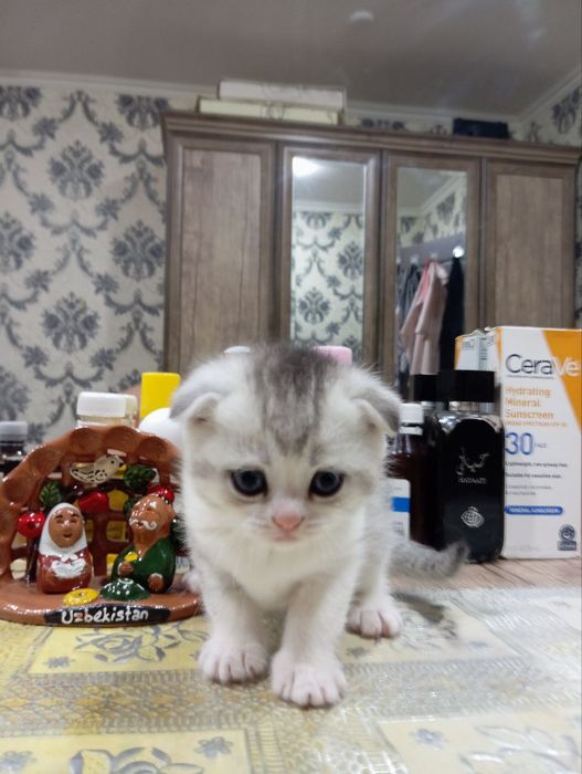 Продается котята породистые. 1,5 месячные.  Папа шеншылла. Мама скодти