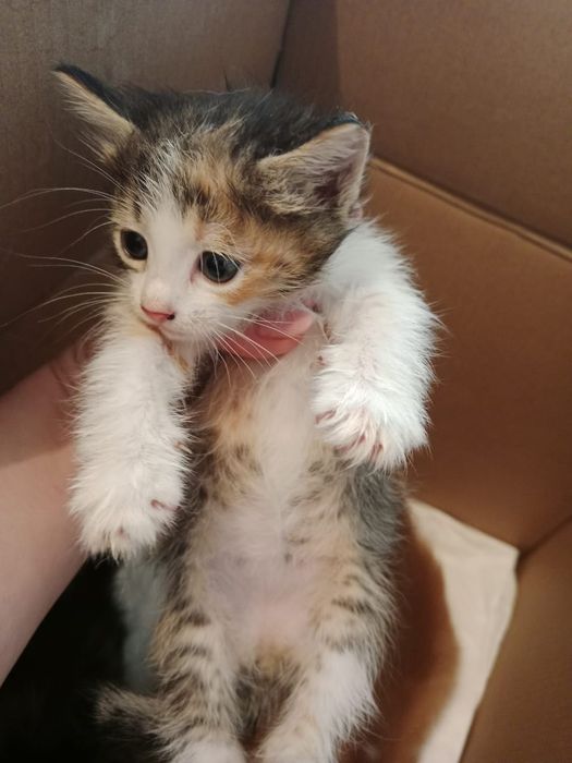 Отдам котят в добрые руки