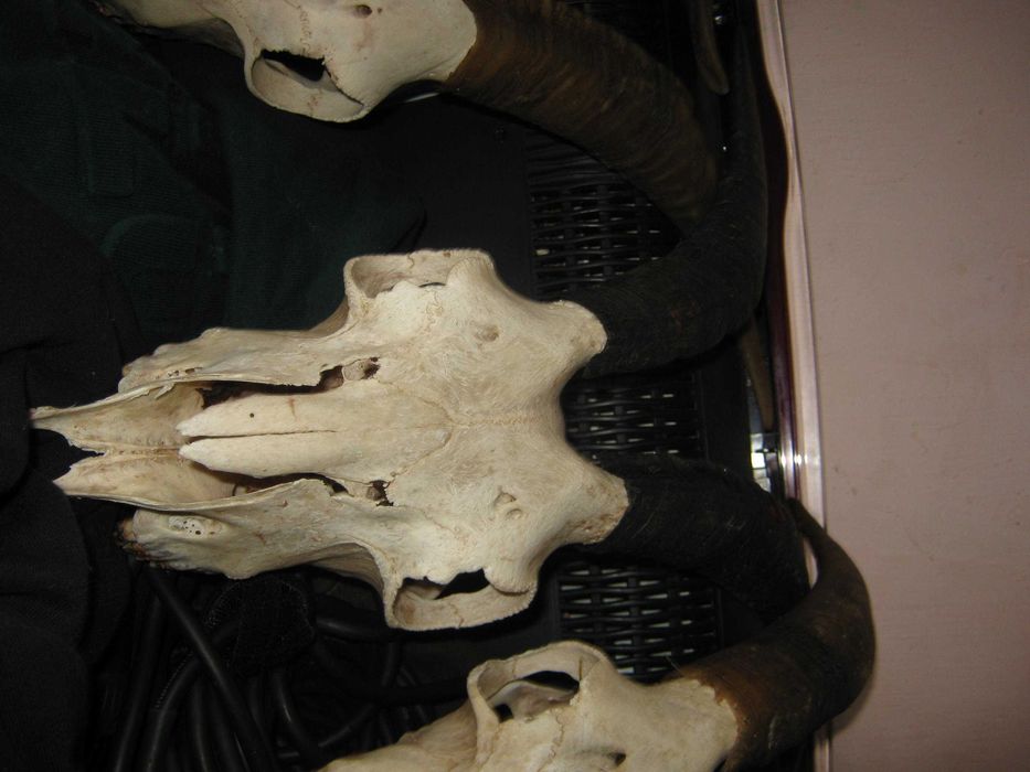 trofee  capuri de capra