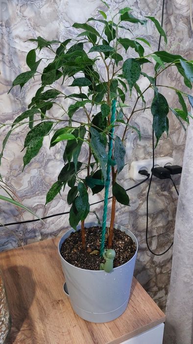 Фикус  Бенжамина