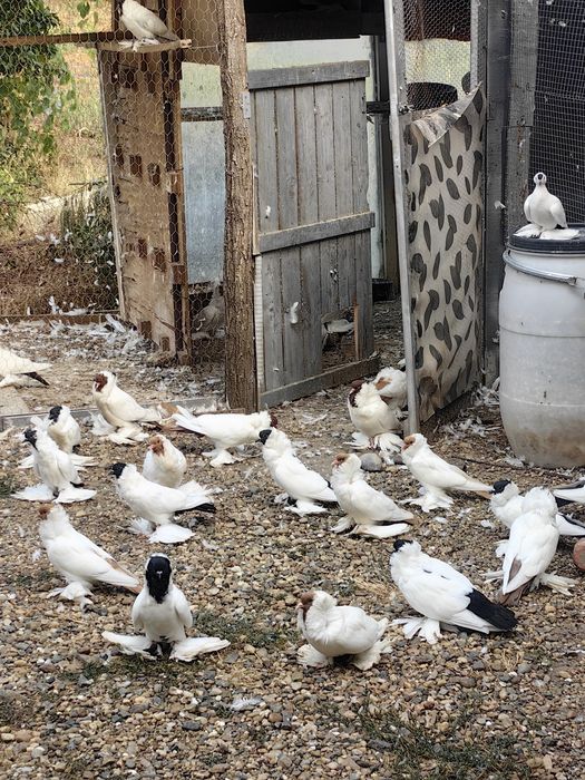 Шмалкалденски монахини