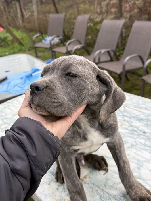 Страхотен подарък за Коледа тигровото момченце