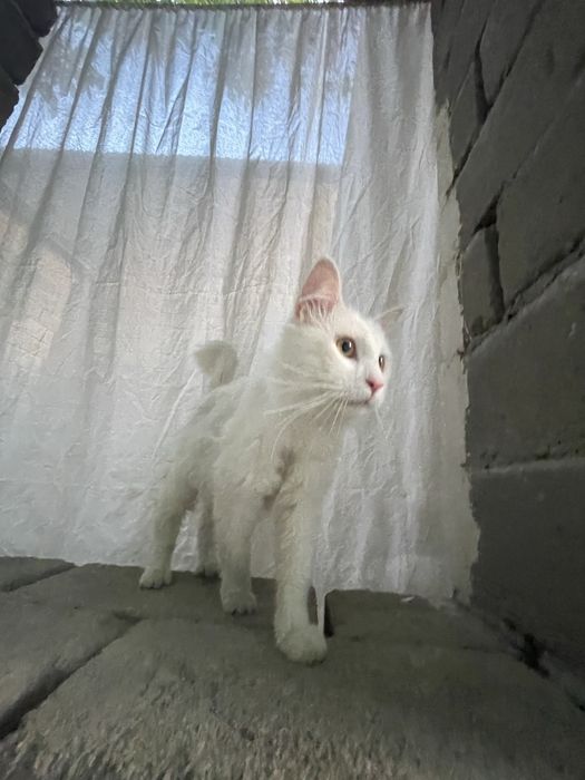 Турецкая ангора
