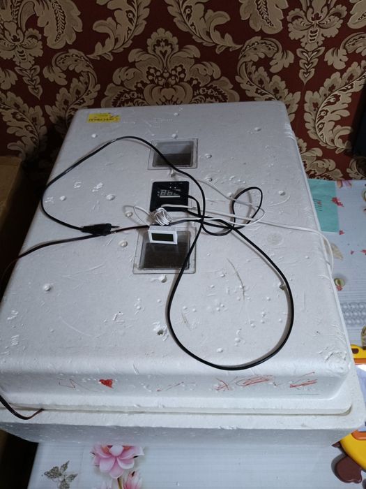 Инкубатор для кур-несушек — высокий вывод, простота и надежность