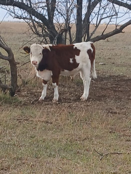 Потсос бызау 12 бас