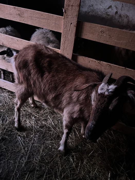 Vand capră tânără (mioară)