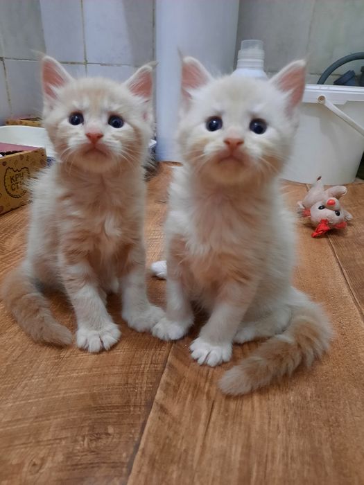 Котята  мейн-кун