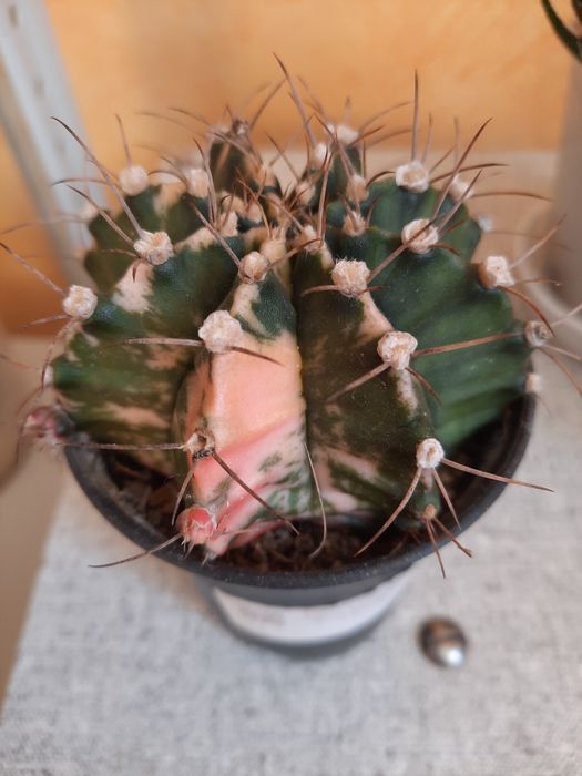 Продам кактусы и суккуленты.