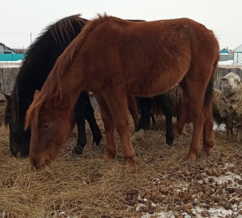 Продам кобыл жеребых