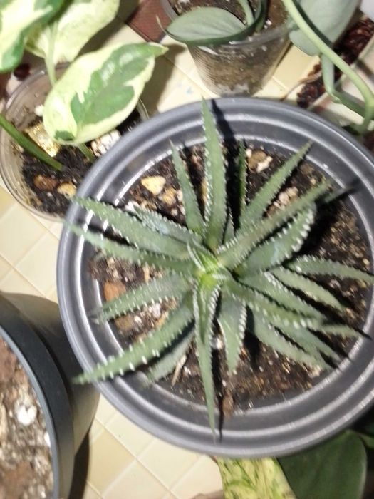 Комнатные растения