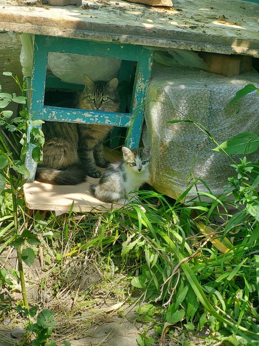 Отдам в добрые руки котят