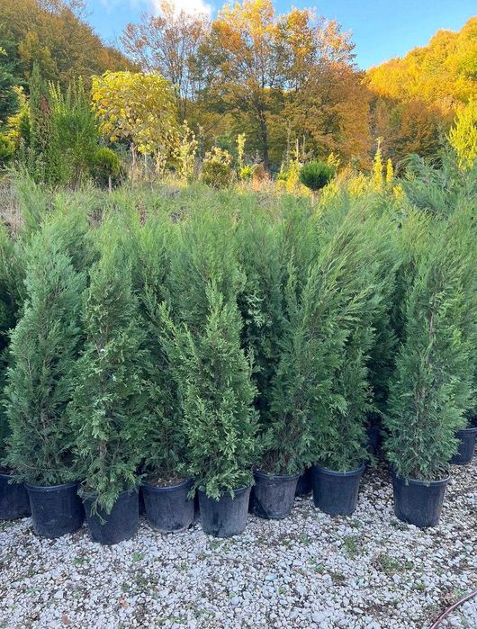 Cupressocyparis Leylandii pentru Spatii Verzi