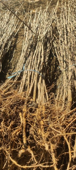 Puieți de salcâm frasin Paltin mesteacăn fag carpen plop