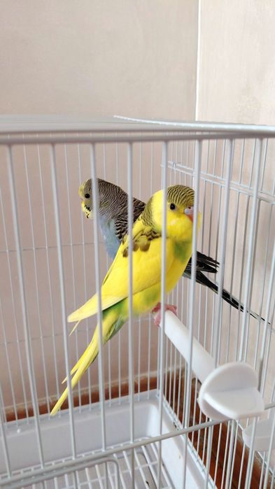 Попугай волнистые