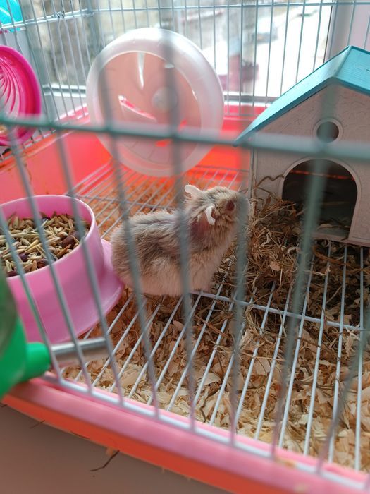 Продам хомяка девочку