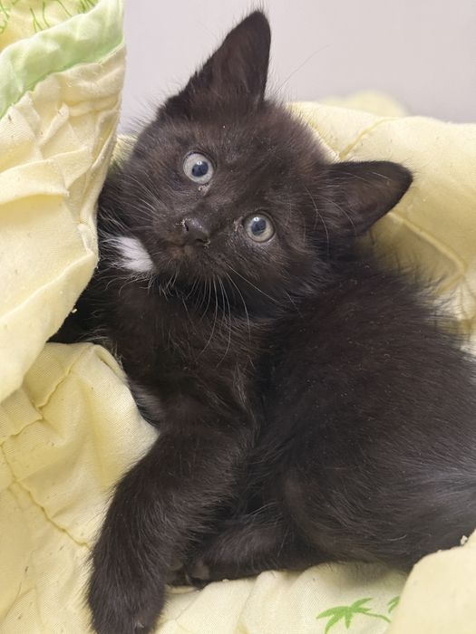 Отдам котят 1,5 месяца