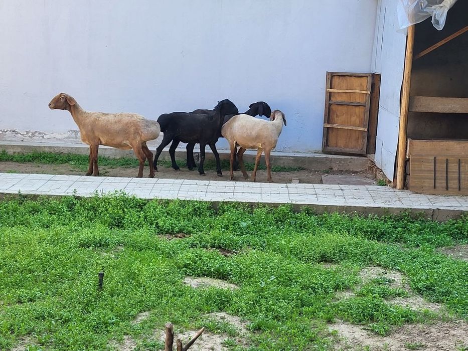 Ургочи зотли солу куйлар