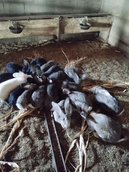 Iepuri uriaș de 8 luni