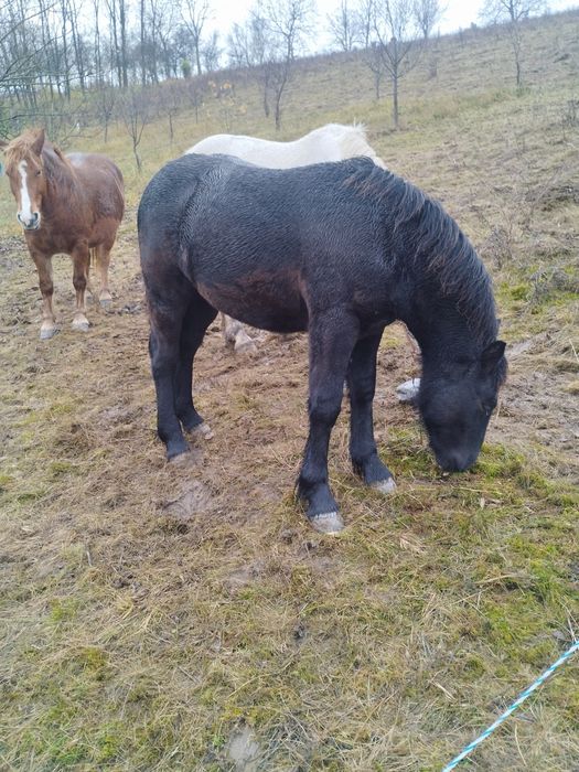 De vânzare mânz negru corb