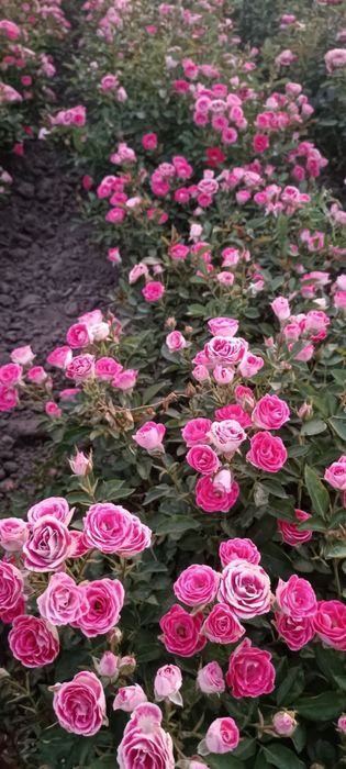 atirgul kochatlari ishonchi va garantiyalik!