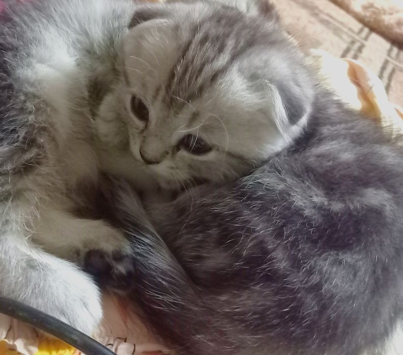 Шиншила кошки продаются