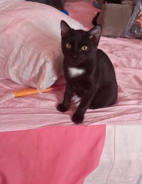 Отдам в хорошие руки