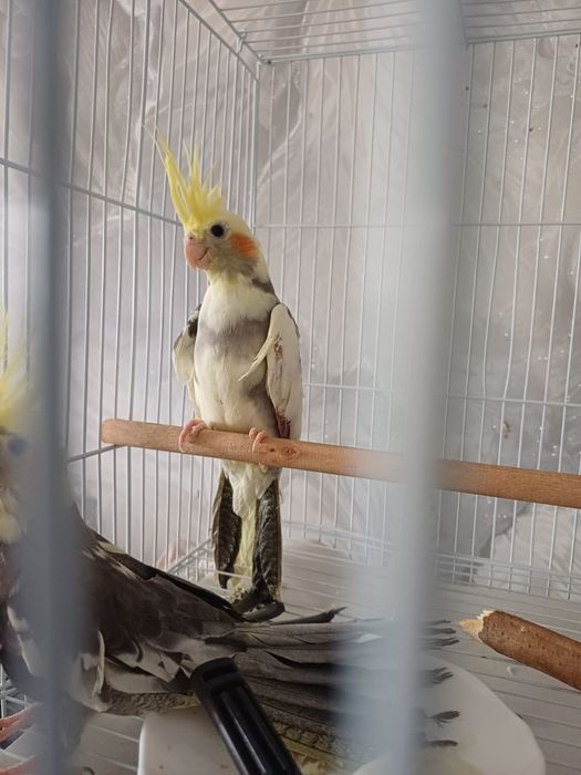 Продам попугаев корелл