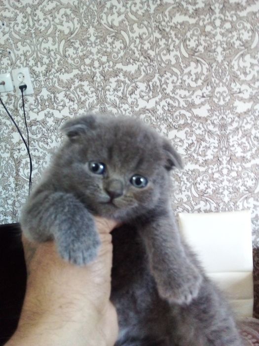 Катяти шотландские веслоуха фолд.