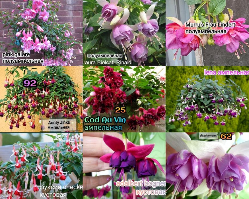 Цветы. Фуксия, хризантемы горшечная крупноцветковая  .