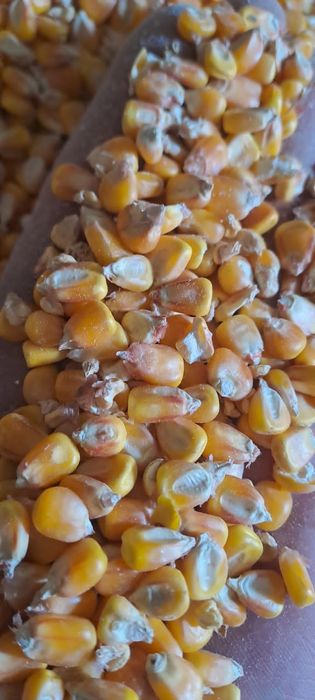 Соя.Платный чат! Все корма.