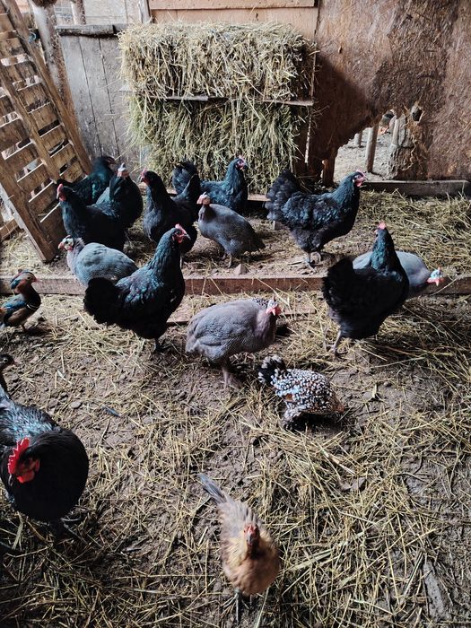 Gaini australop de vinzare