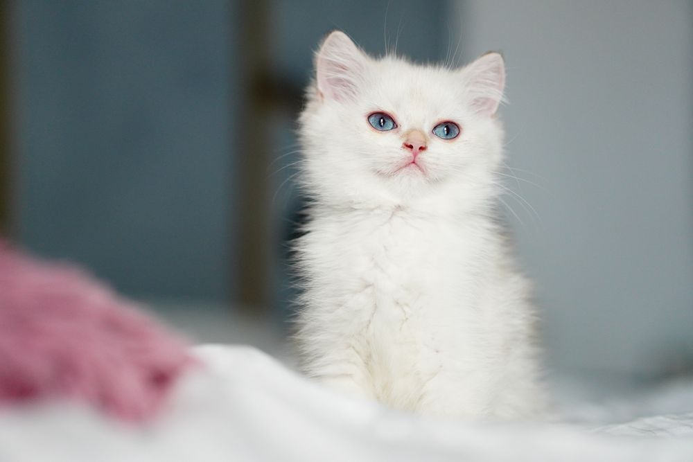 British Shorthair cu pedigree / femela