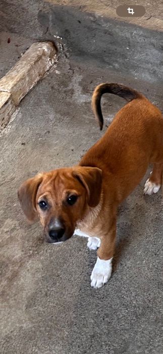 Donez catei de curte