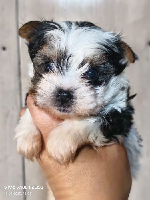 Очаровательные щенки бивера.