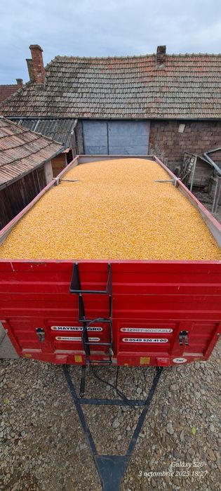 Vând porumb boabe 2025