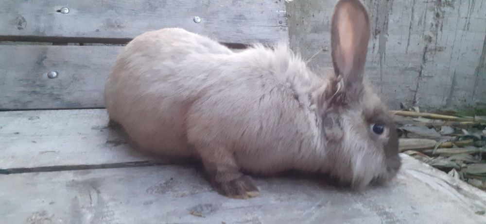 Iepuroaica giastanta