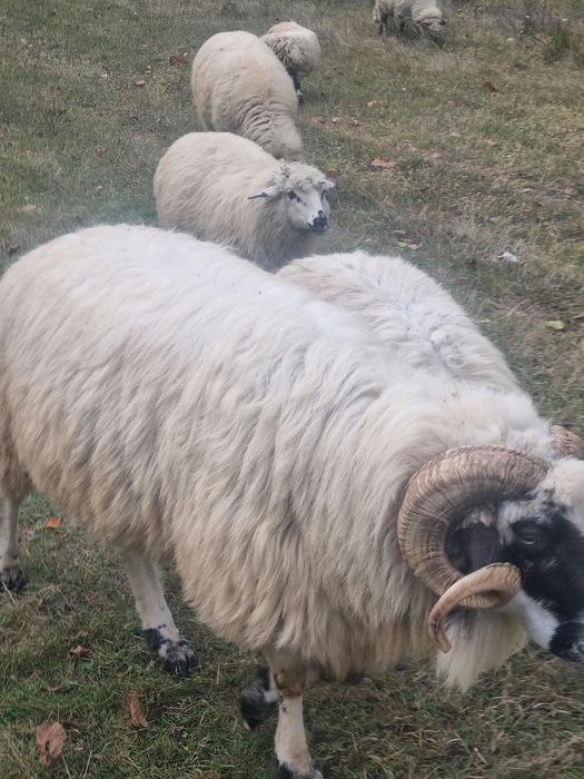 Berbec de montă breaz