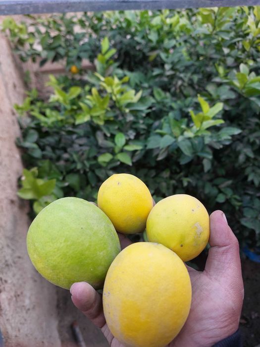 Limon daraxti tupi bilan sotiladi