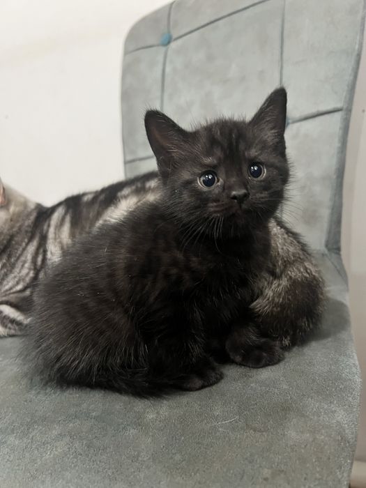 Шотландские (Scotish straight/ fold)