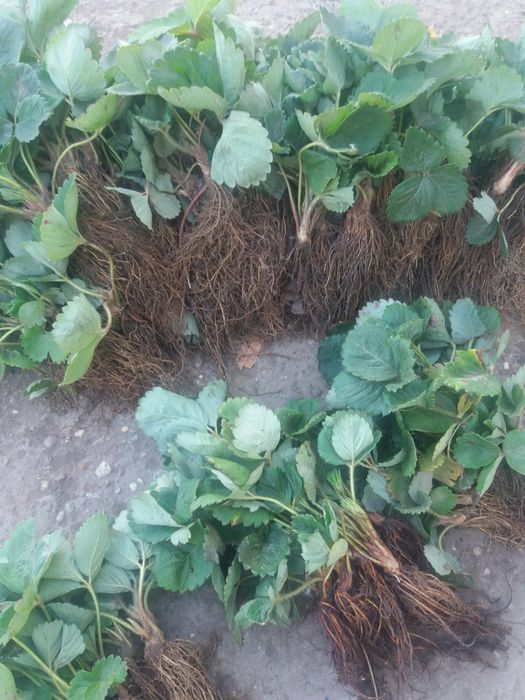 Comercializam stoloni capsuni , soiuri remontante Albion , Elsanta