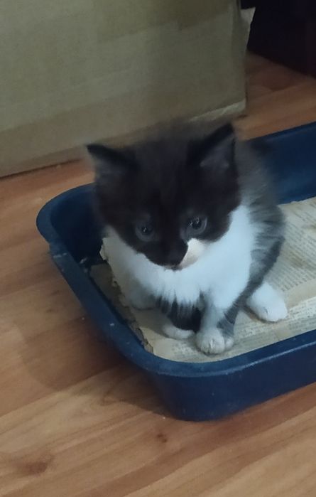 Отдам котят в хорошие руки