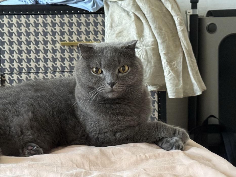 Присмотреть за котом