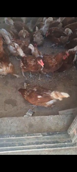 Куры ломан браун