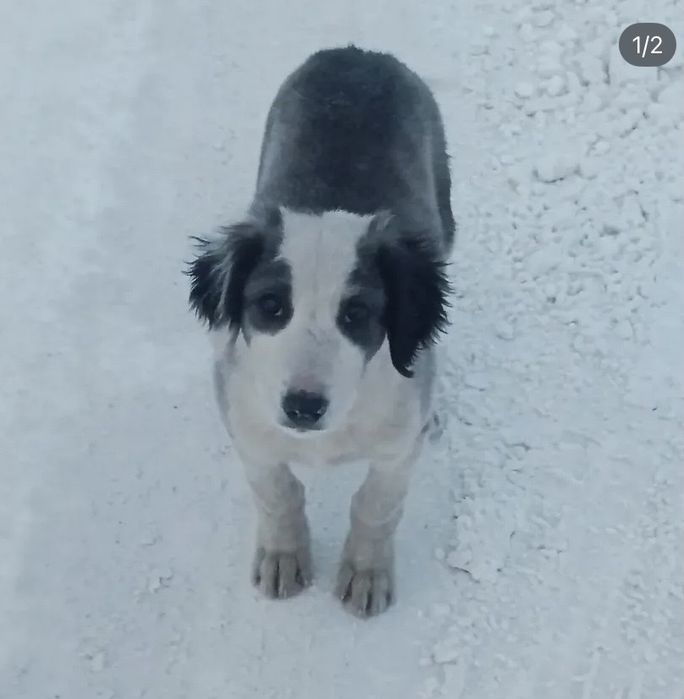 Пристрою тазы щенков