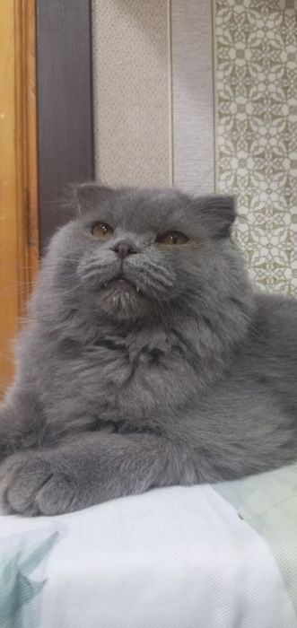 1 ёш ўғил  мушук
