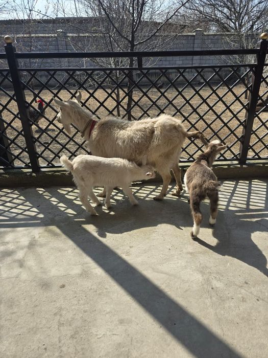 Ешкы сатылады заненский ешкы